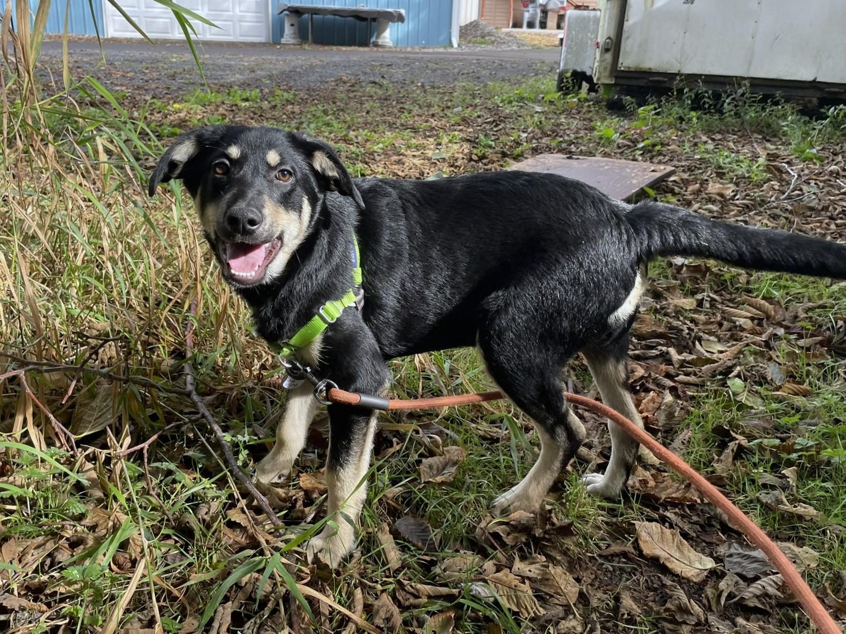 Enlarge Jimi Hendrix, a Adoptable mixed breed in Hoquiam, WA image 3/6