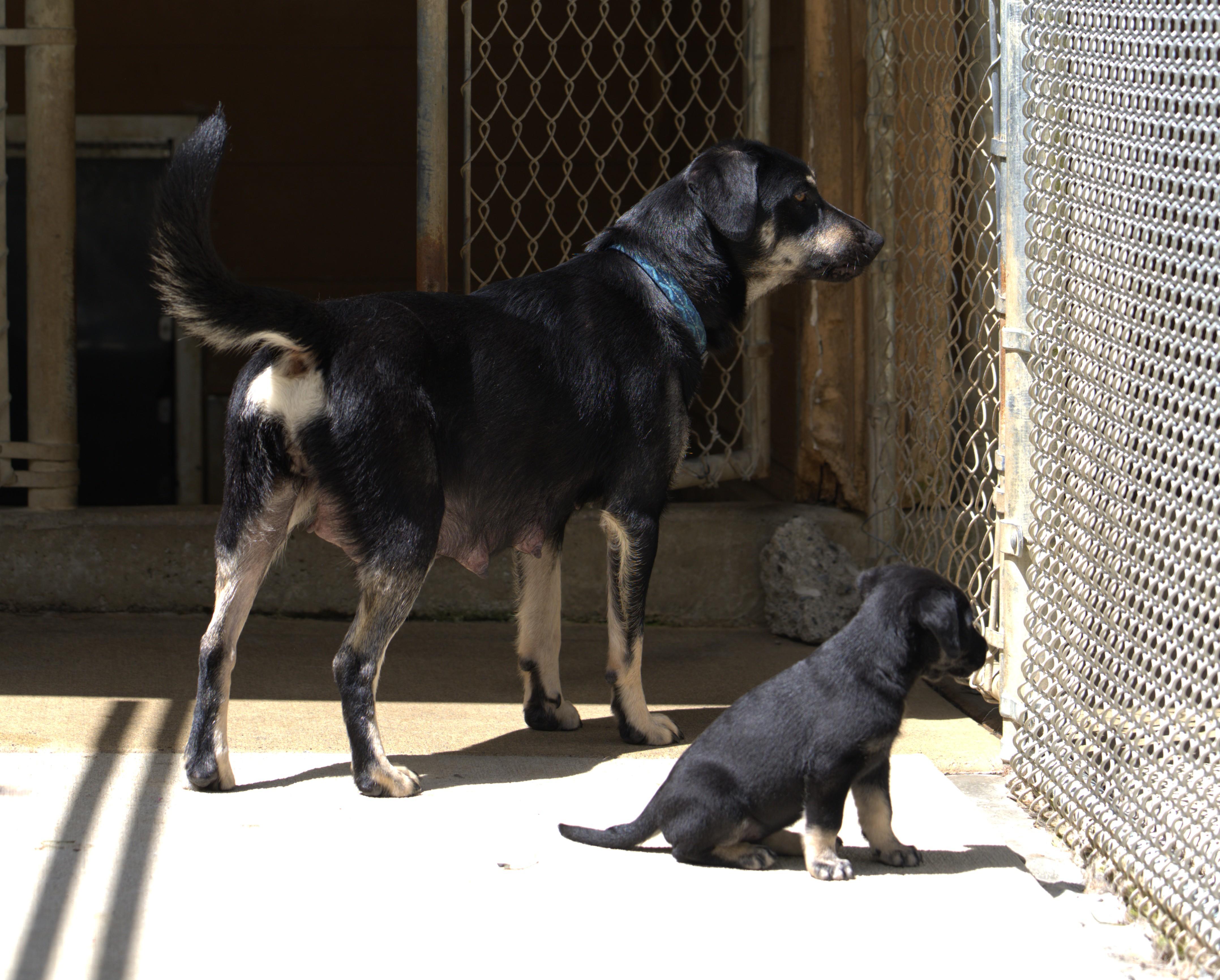 Jimi Hendrix, an adoptable mixed breed in Hoquiam, WA image 6/6