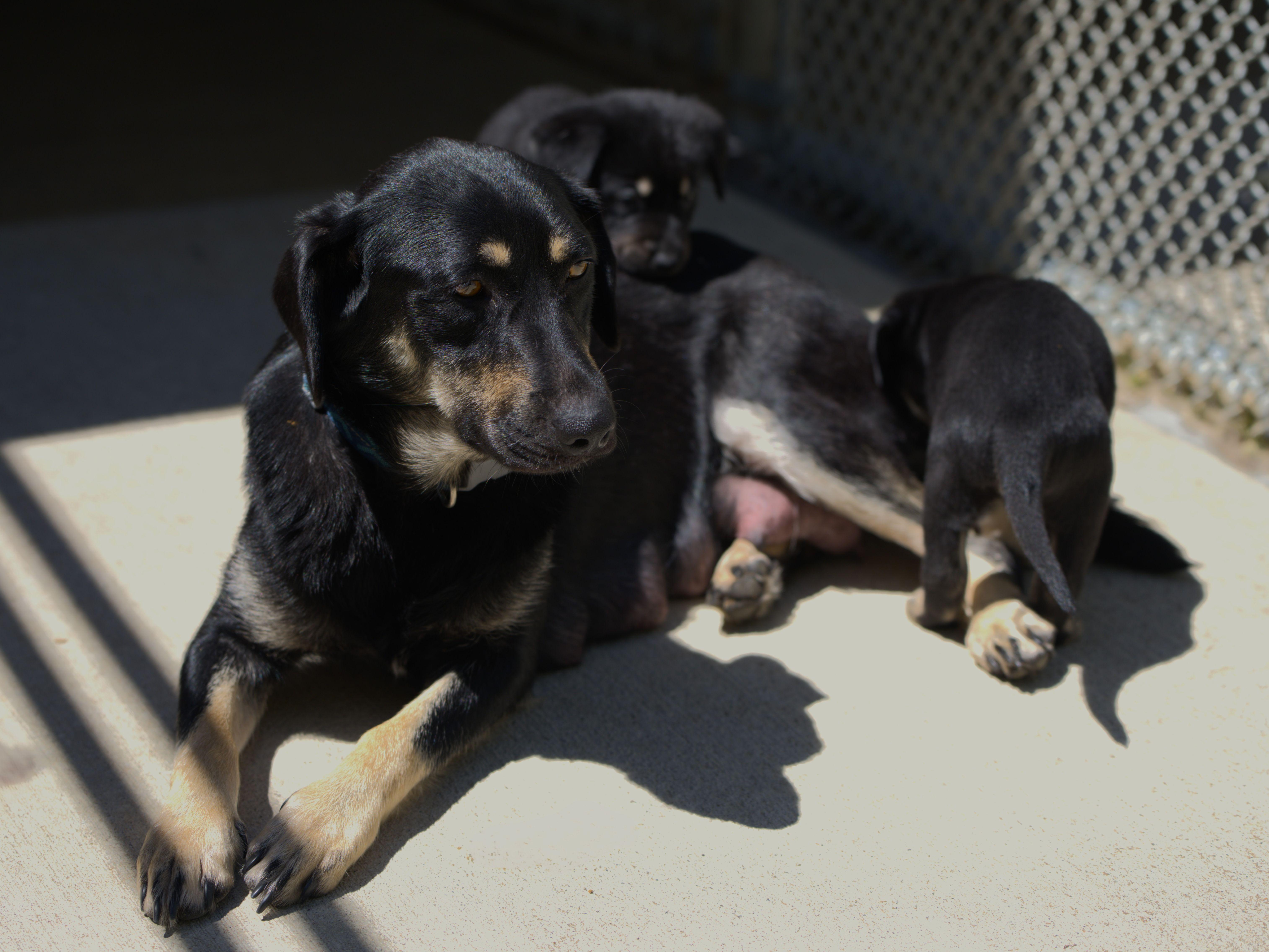 Jimi Hendrix, an adoptable mixed breed in Hoquiam, WA image 5/6