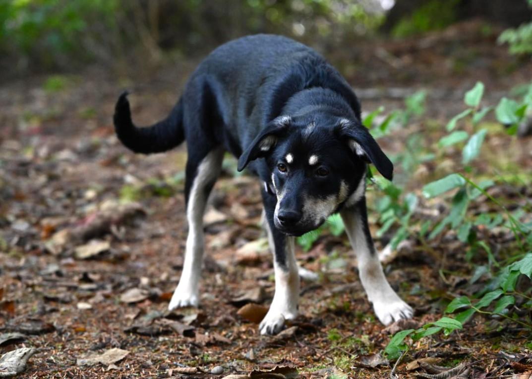 Enlarge Jimi Hendrix, a Adoptable mixed breed in Hoquiam, WA image 4/6