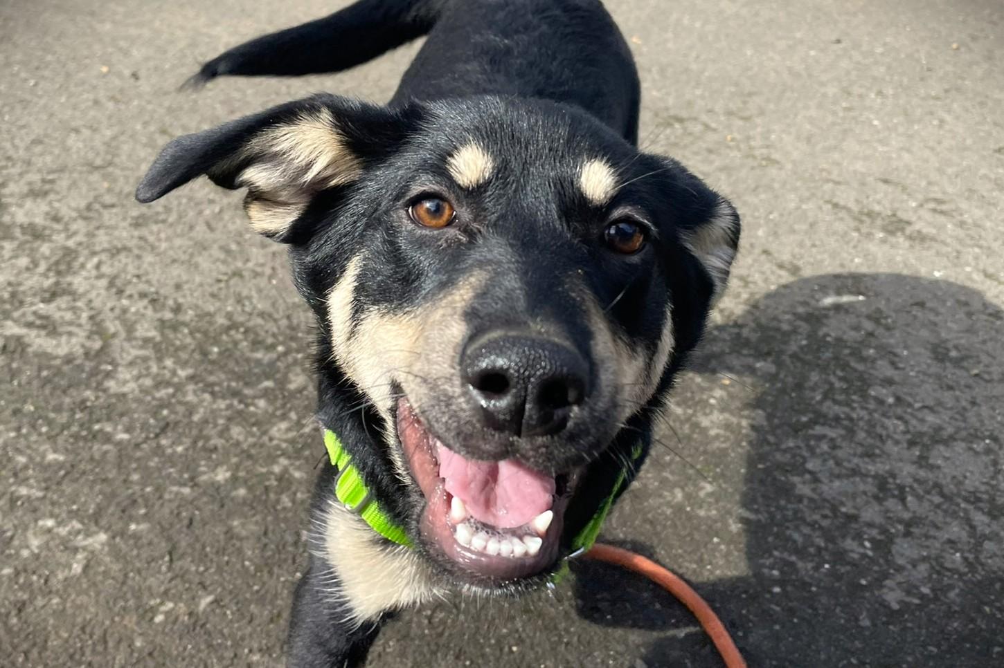 Enlarge Jimi Hendrix, a Adoptable mixed breed in Hoquiam, WA image 1/6