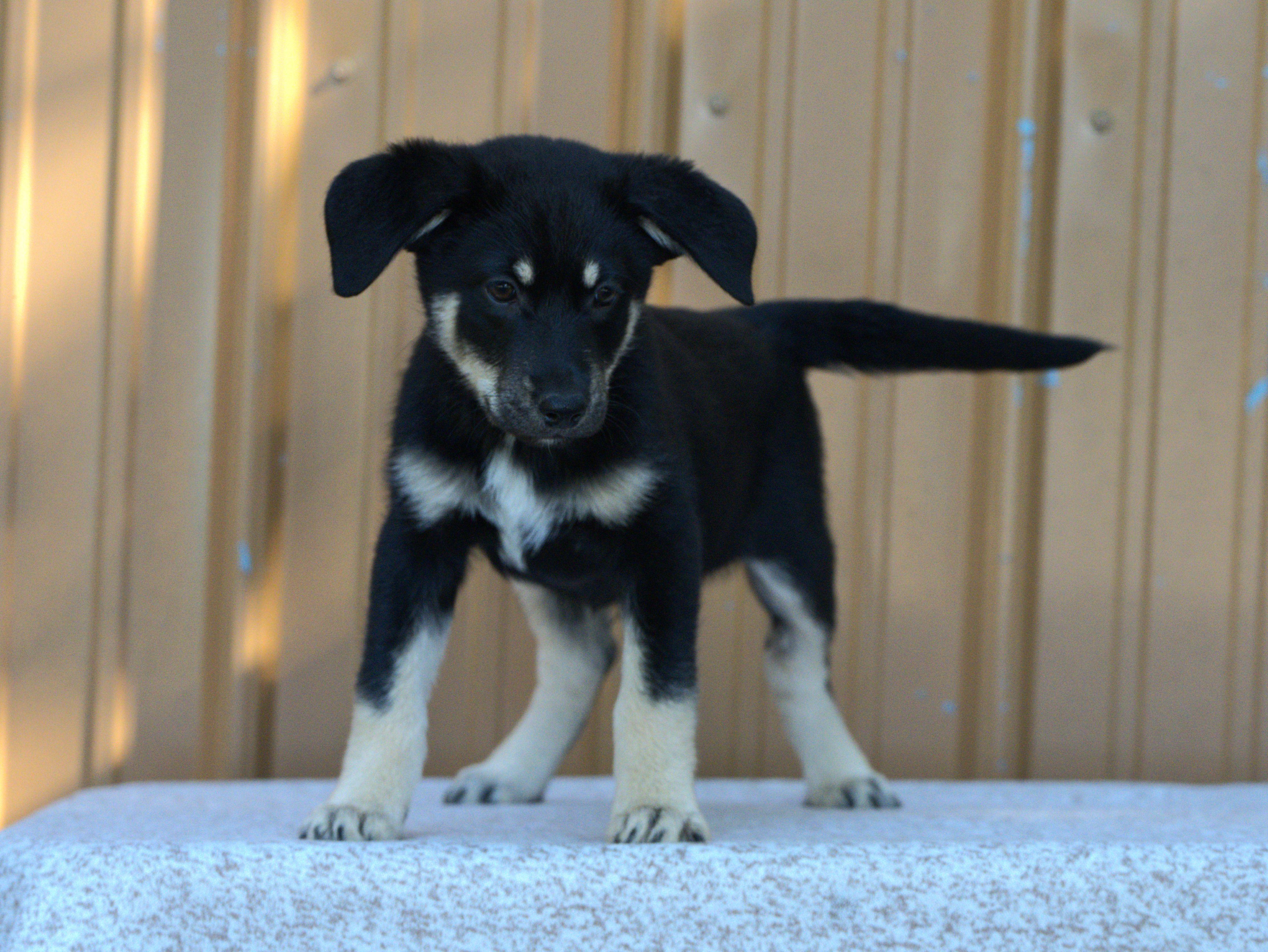 Jimi Hendrix, an adoptable mixed breed in Hoquiam, WA image 3/6