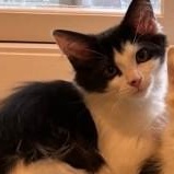 Tetris, a Adoptable Domestic Medium Hair in Annapolis, MD image 2/6