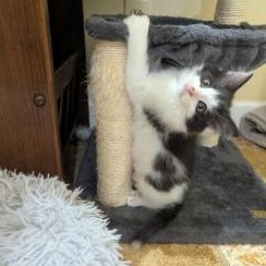 Tetris, a Adoptable Domestic Medium Hair in Annapolis, MD image 2/4