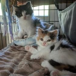 Tetris, a Adoptable Domestic Medium Hair in Annapolis, MD image 4/4