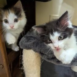Tetris, a Adoptable Domestic Medium Hair in Annapolis, MD image 3/4