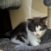 Tetris, Adoptable, Kitten Male Domestic Medium Hair.
