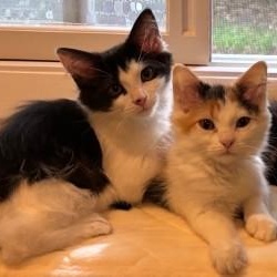 Tetris, a Adoptable Domestic Medium Hair in Annapolis, MD image 6/6