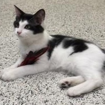 Tetris, Adoptable, Kitten Male Domestic Medium Hair.