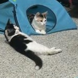Tetris, a Adoptable Domestic Medium Hair in Annapolis, MD image 4/6