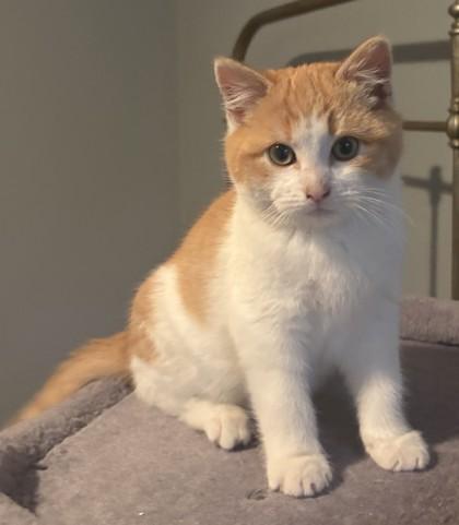 David Cutoff - adopt with a sibling, Adoptable, Kitten Male Domestic Short Hair & Domestic Short Hair.
