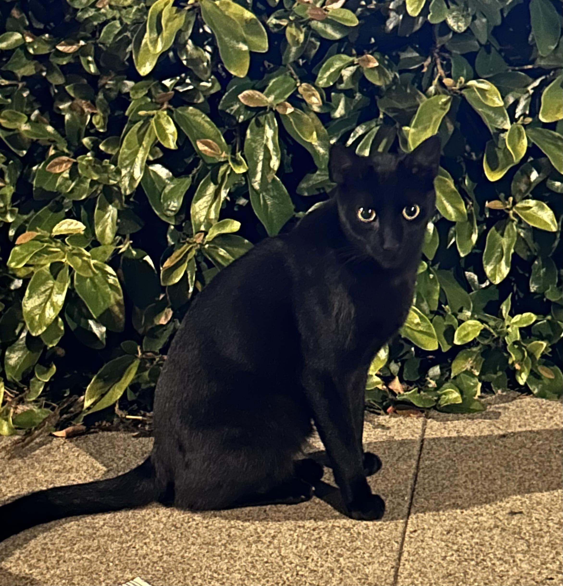 Blackjack, Adoptable, Adult Male Domestic Short Hair.