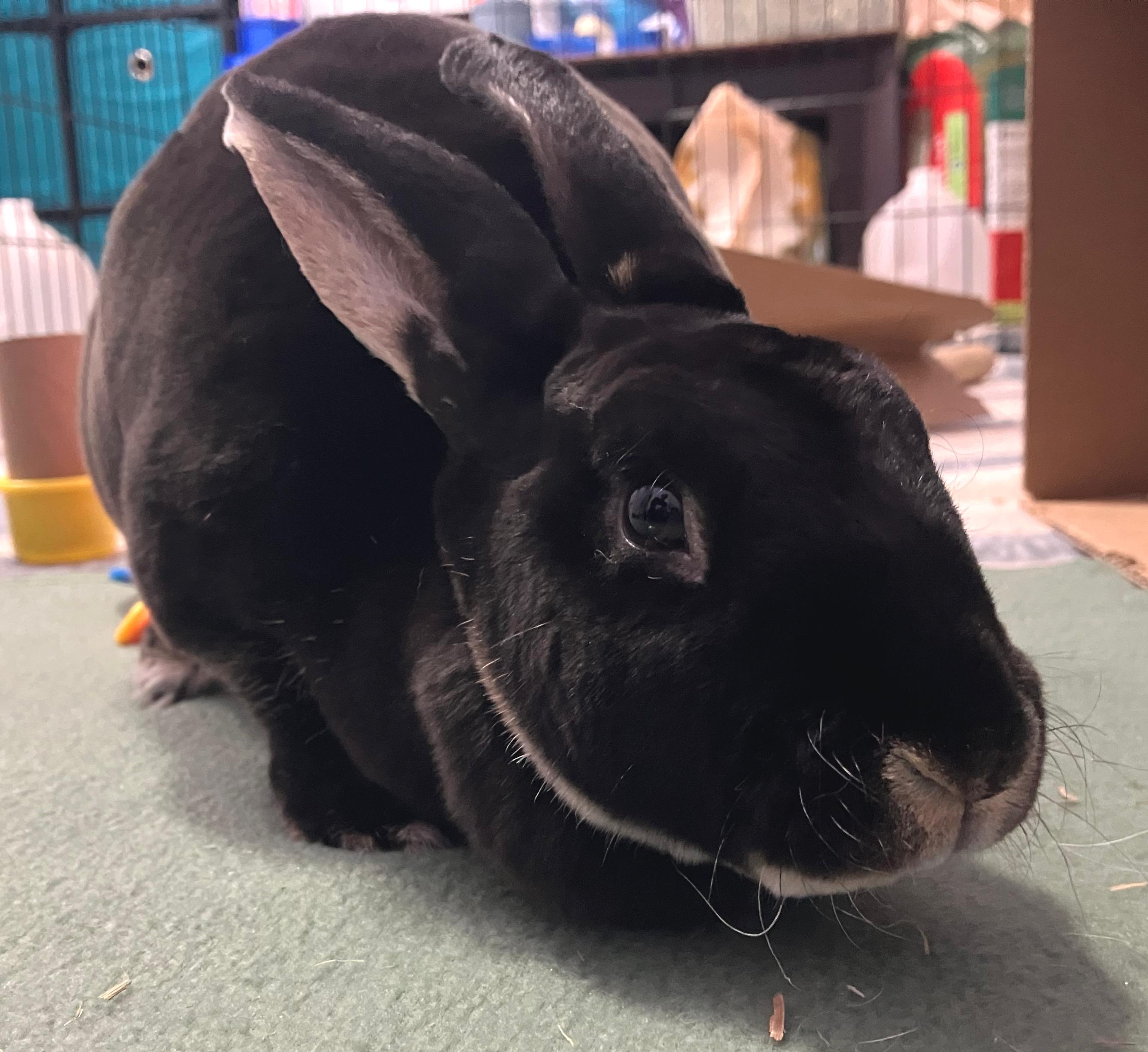 Gemma, an adopted Rex in Oshkosh, WI image 4/5