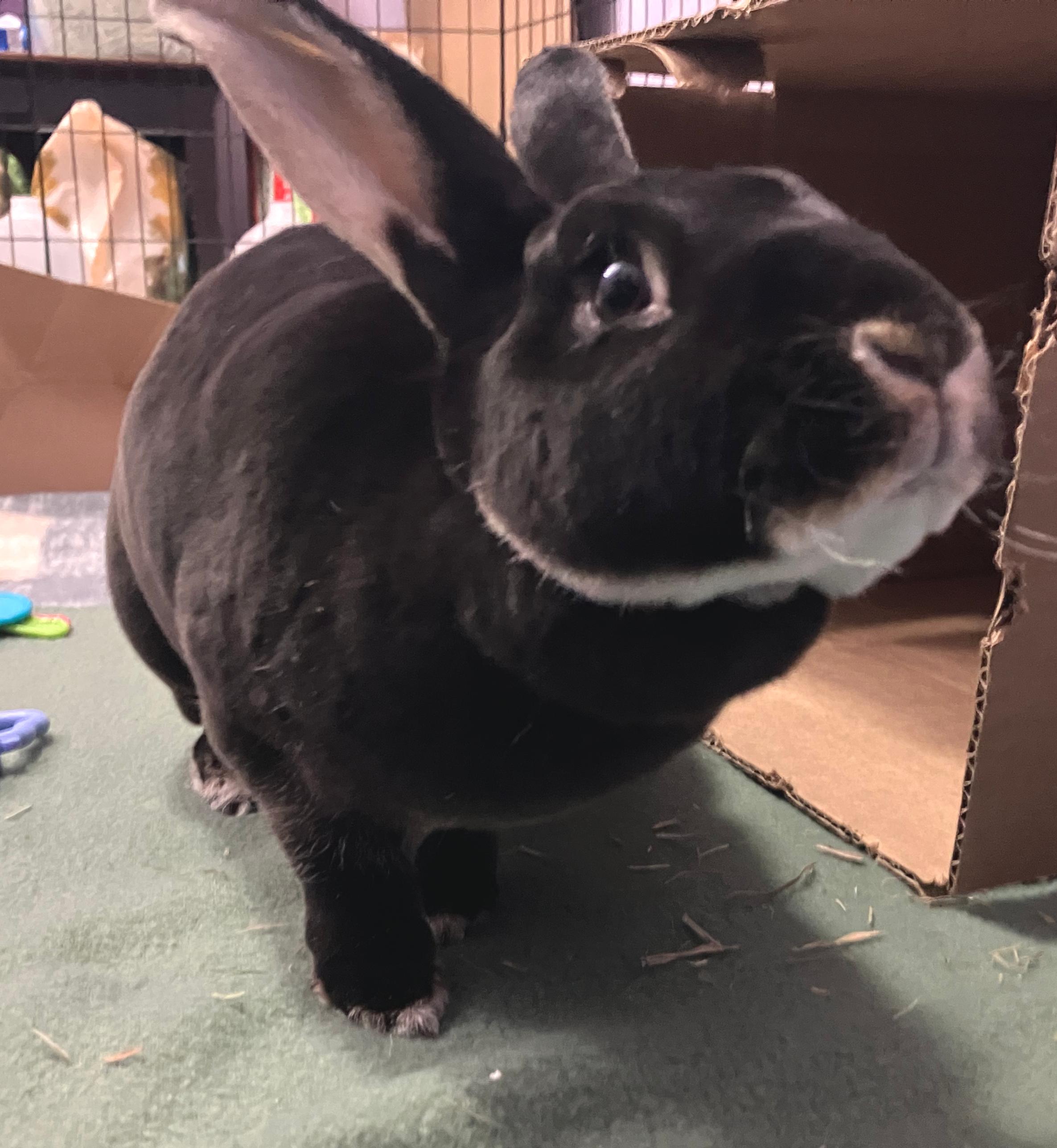 Gemma, an adopted Rex in Oshkosh, WI image 2/5