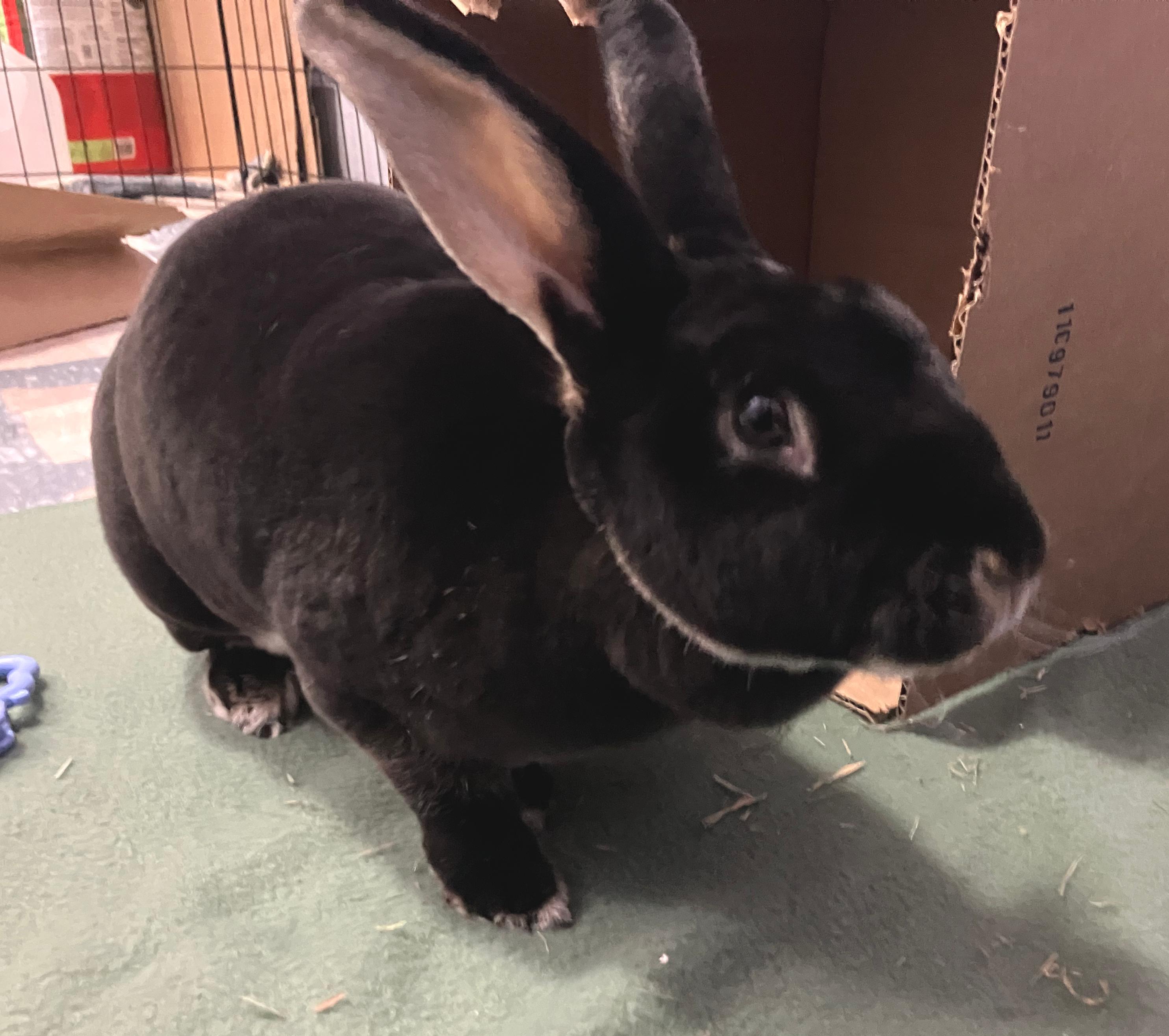 Gemma, an adopted Rex in Oshkosh, WI image 3/5