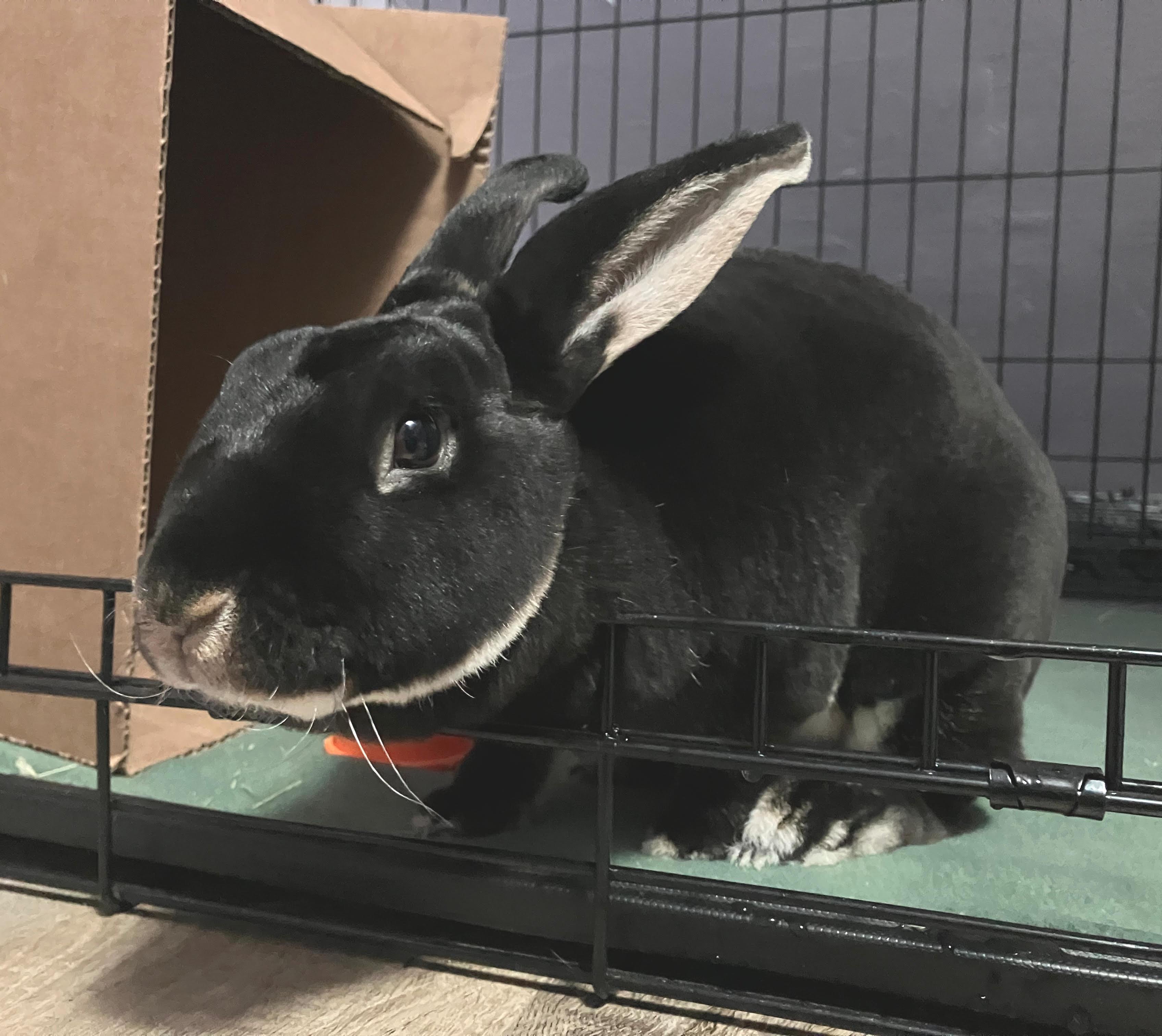 Gemma, adopted, Adult Female Rex.