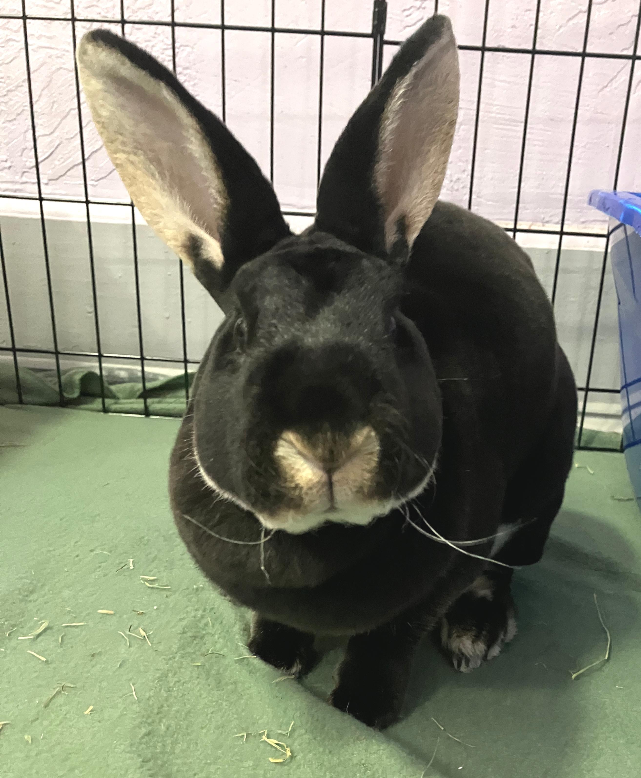 Gemma, an adopted Rex in Oshkosh, WI image 5/5