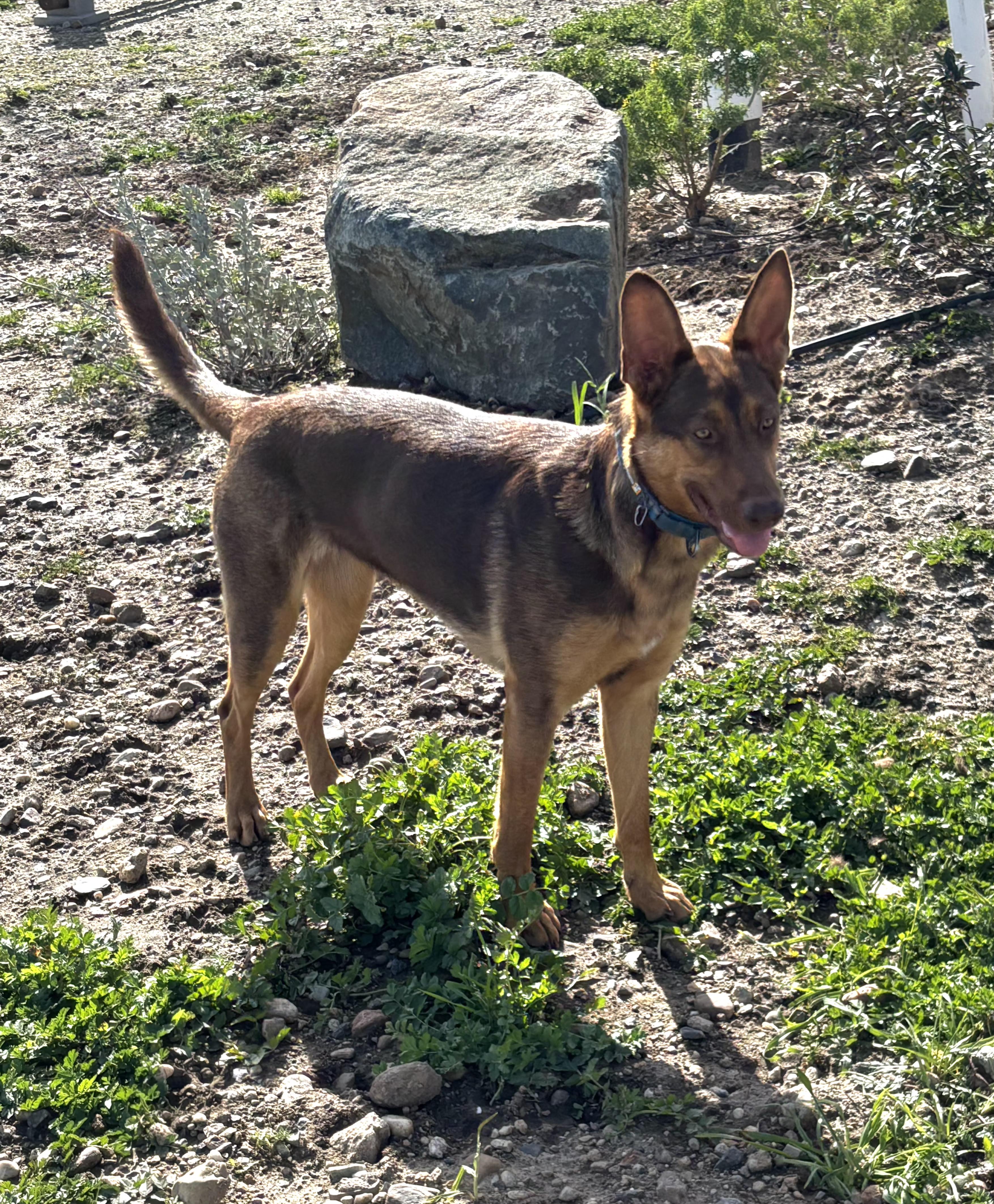 Enlarge Killian, a Adoptable mixed breed in Tracy, CA image 3/6