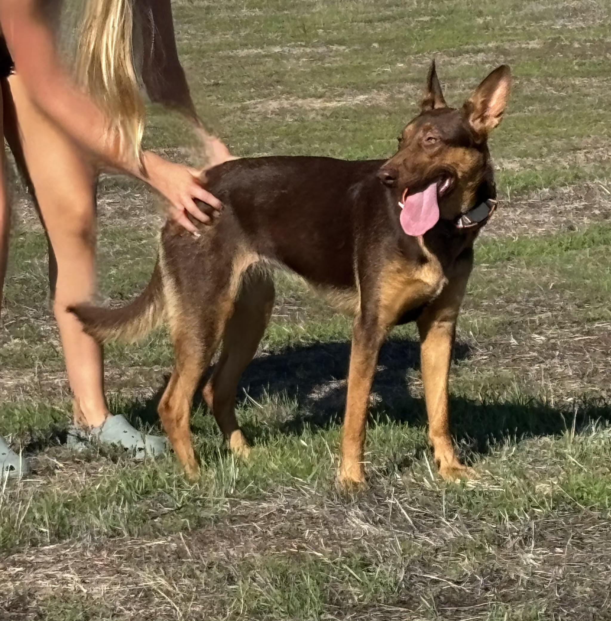 Killian, a Adoptable mixed breed in Tracy, CA image 2/5