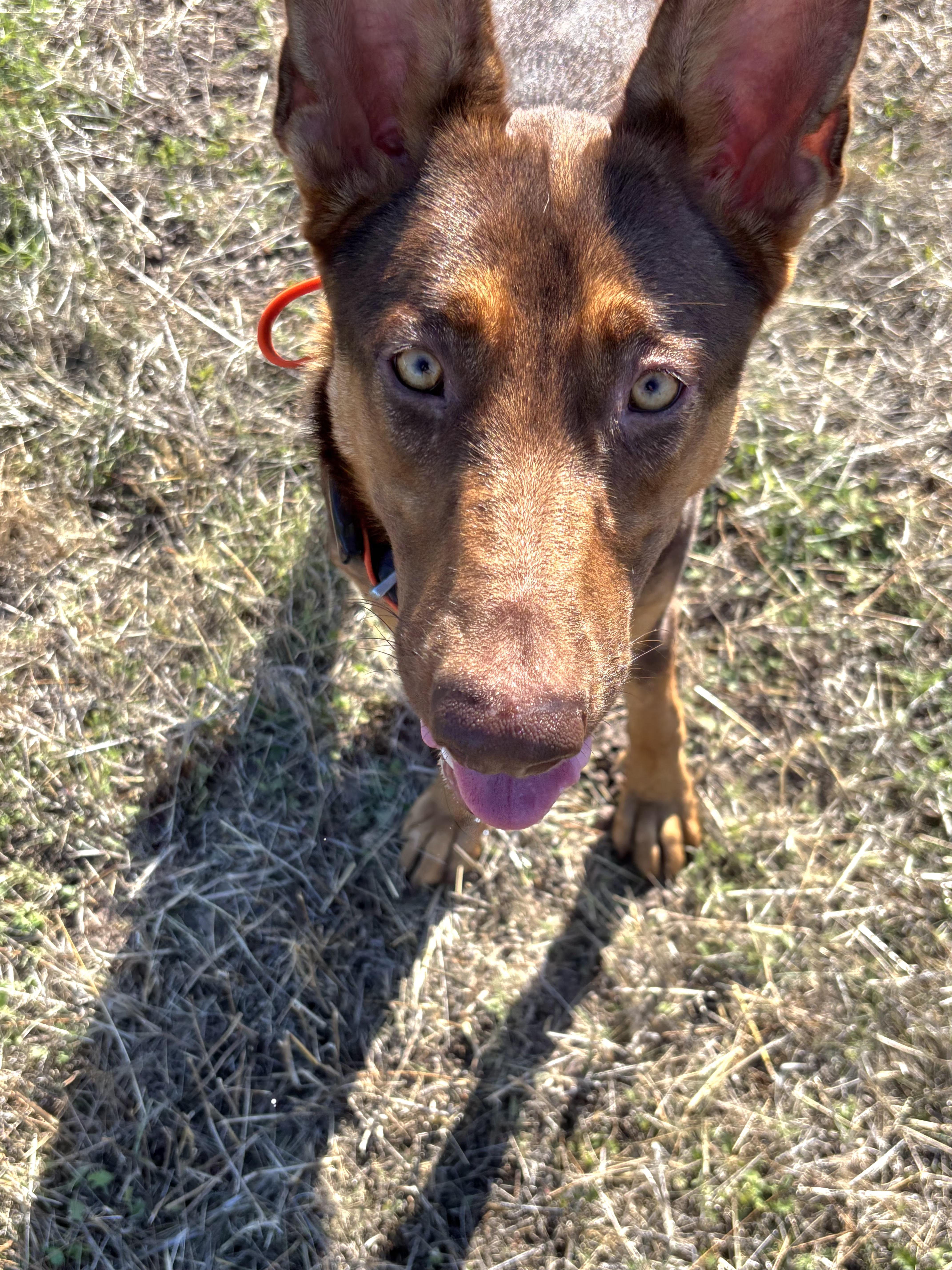 Killian, a Adoptable mixed breed in Tracy, CA image 3/5