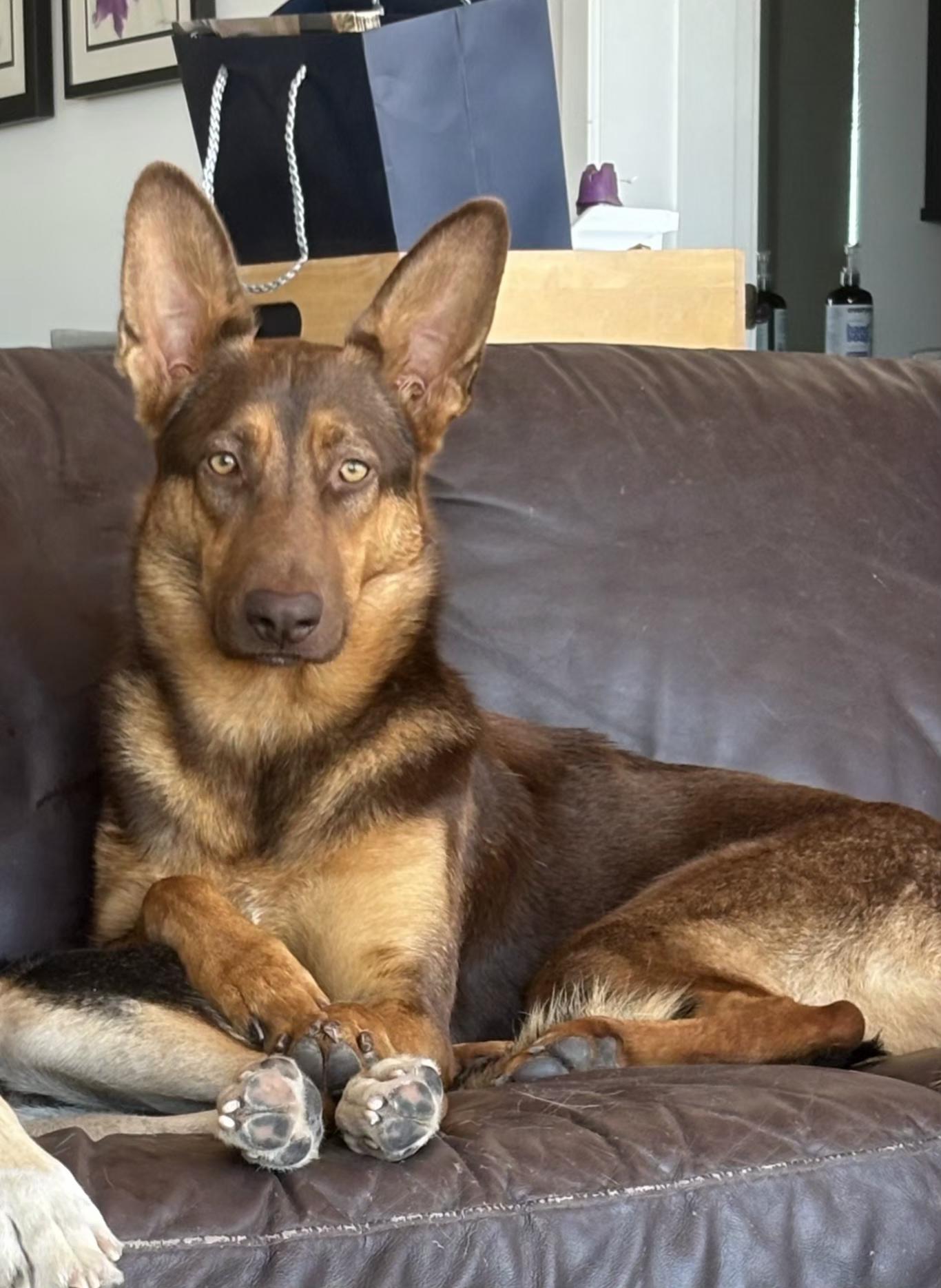 Killion, Adopted, Adult Female German Shepherd Dog & Doberman Pinscher.