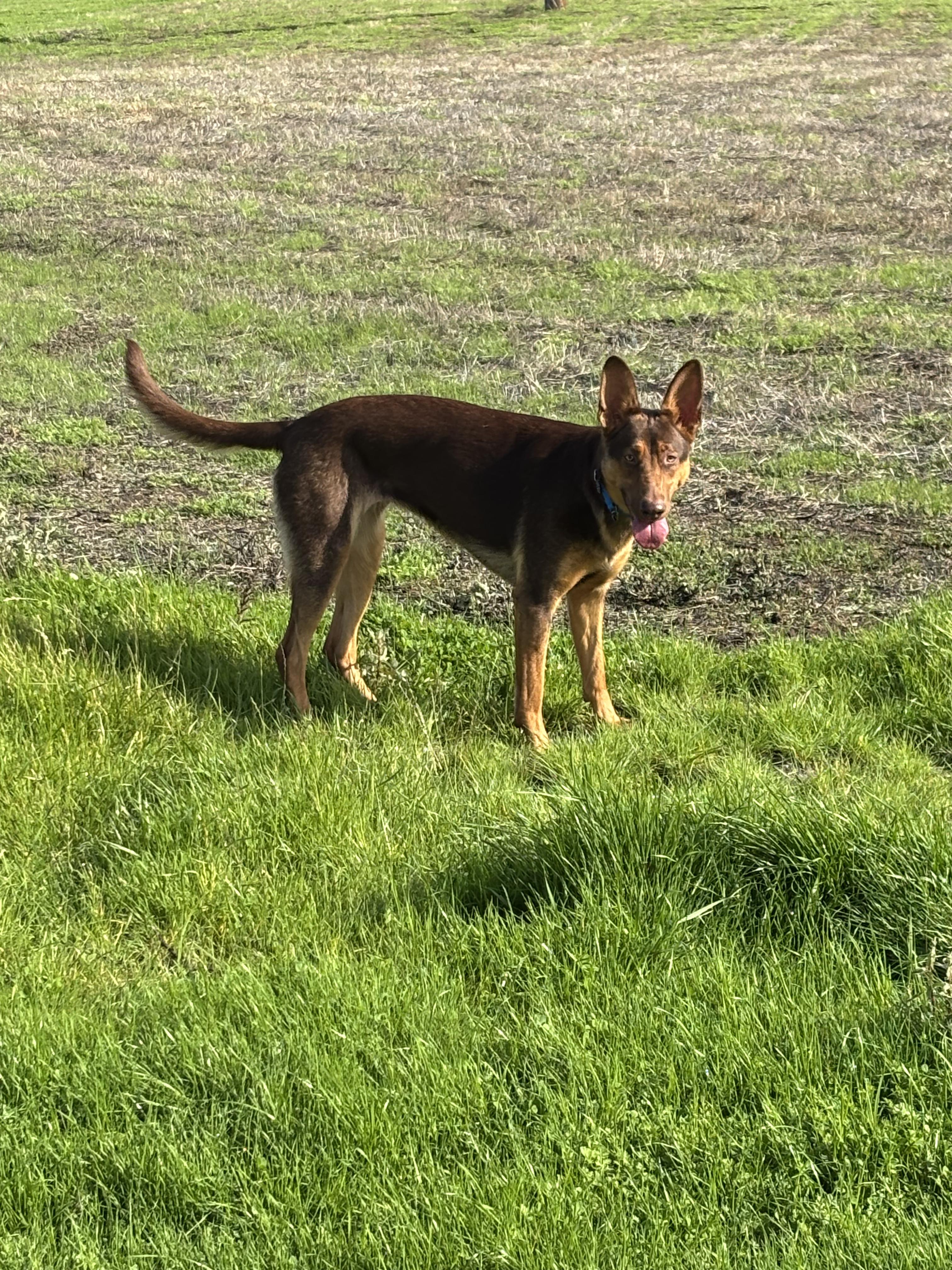 Killian, a Adoptable mixed breed in Tracy, CA image 1/5