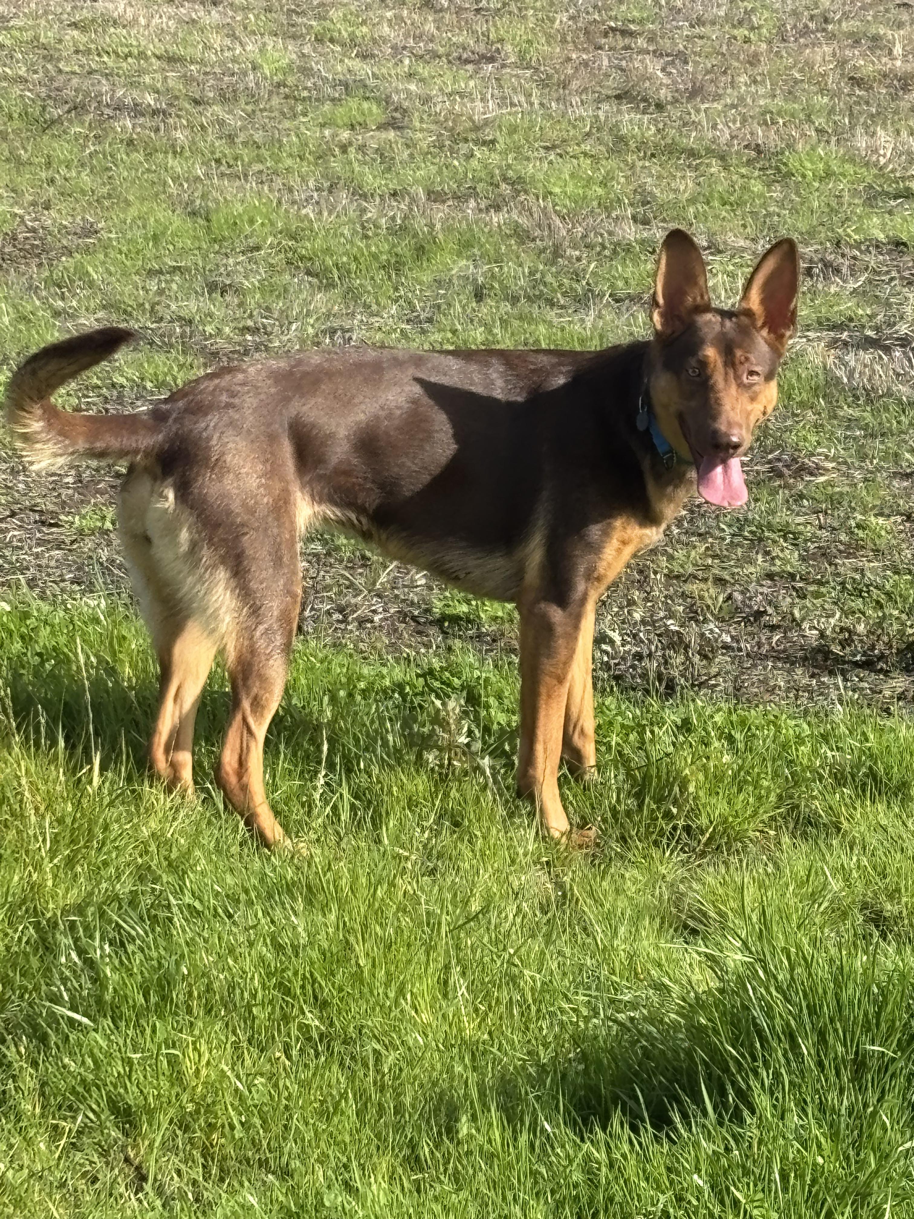 Killian, a Adoptable mixed breed in Tracy, CA image 5/5