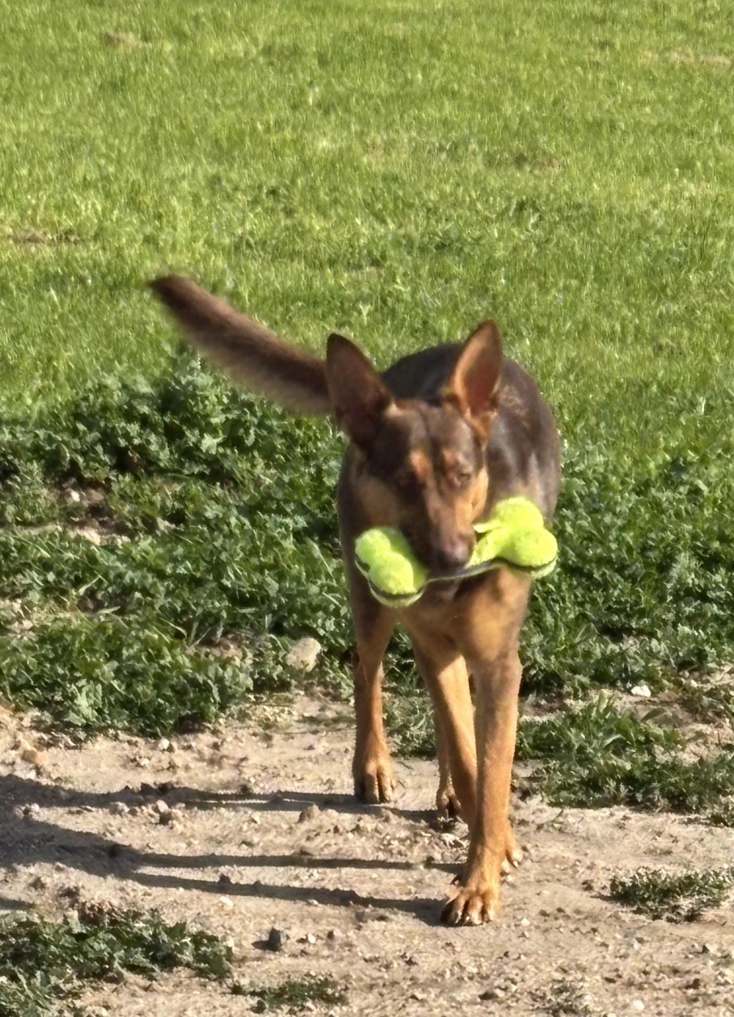 Killian, Adoptable, Adult Female German Shepherd Dog & Doberman Pinscher.