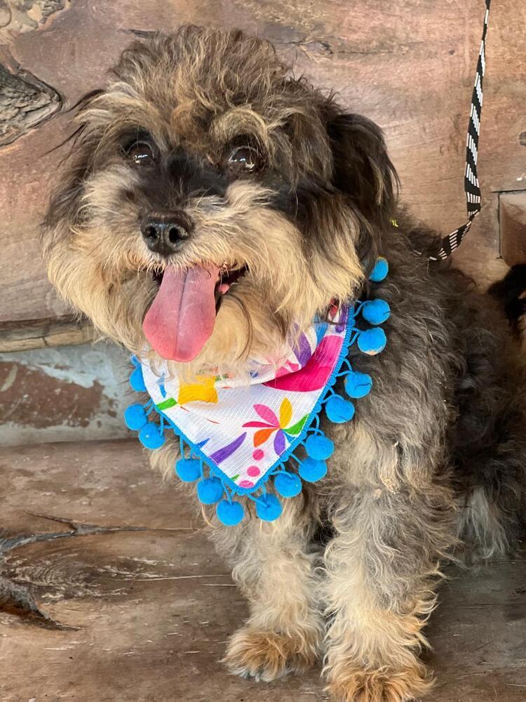 Chewbacca, Adoptable, Adult Male Schnauzer & Poodle.