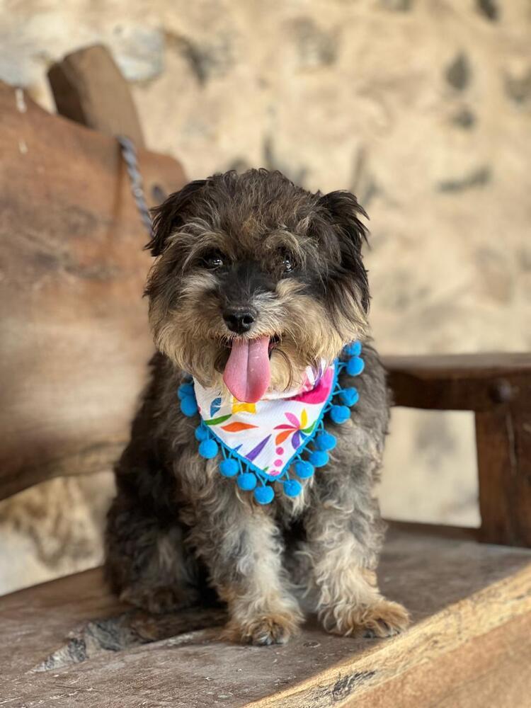 Enlarge Chewbacca, a Adoptable mixed breed in Gig Harbor, WA image 2/4