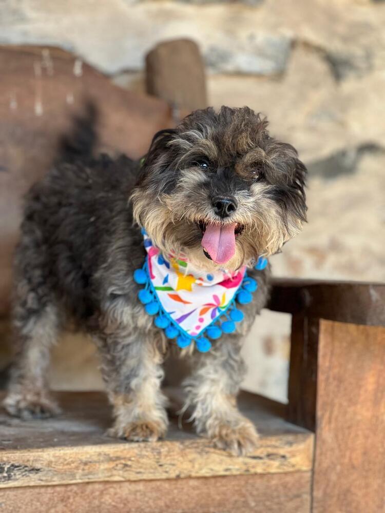Enlarge Chewbacca, a Adoptable mixed breed in Gig Harbor, WA image 3/4