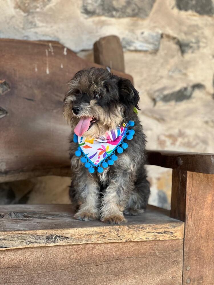 Enlarge Chewbacca, a Adoptable mixed breed in Gig Harbor, WA image 4/4