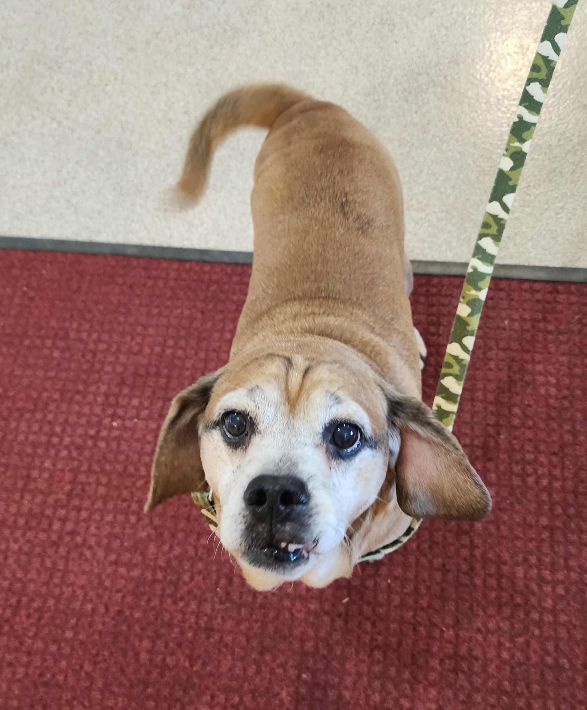 Enlarge Krampus, a ADOPTABLE mixed breed in Fairfield, IA image 1/1