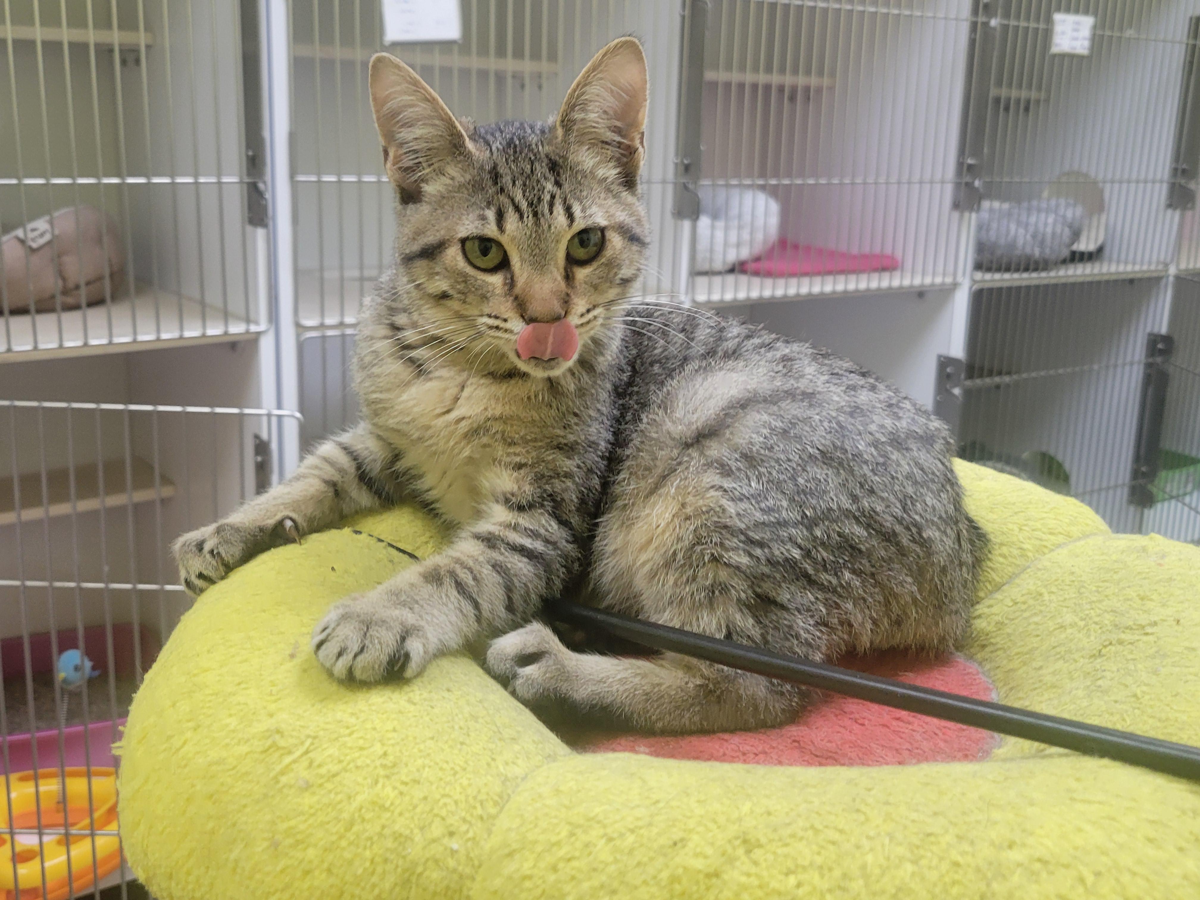 Scamp, ADOPTABLE, Kitten Male Tabby.