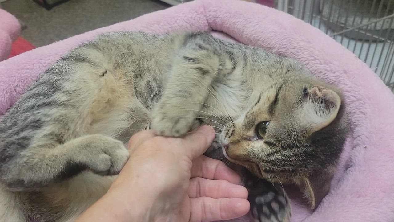 Enlarge Scamp, a ADOPTABLE Tabby in Memphis, TN video 2/2