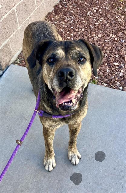 Enlarge TIGER, a Adoptable mixed breed in Albuquerque, NM image 1/1
