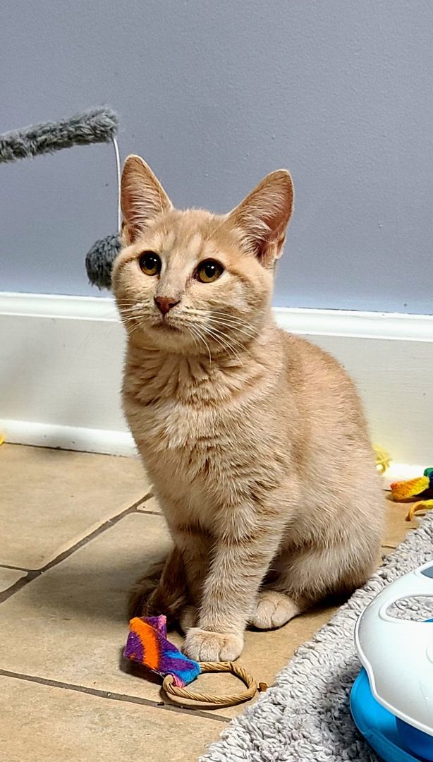 Enlarge Mary, a Adoptable Domestic Short Hair in Boiling Springs, PA image 7/8