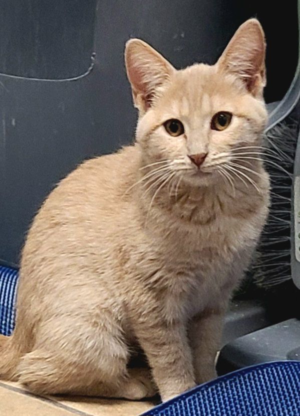 Enlarge Mary, a Adoptable Domestic Short Hair in Boiling Springs, PA image 6/8