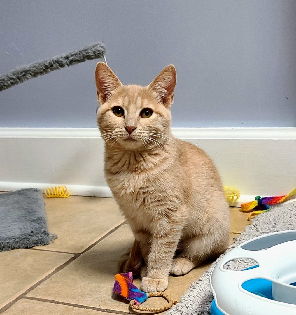 Enlarge Mary, a Adoptable Domestic Short Hair in Boiling Springs, PA image 8/8