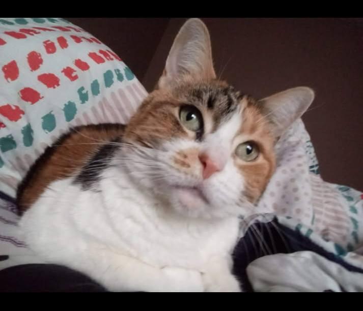 Cheetah (Courtesy Post), Adoptable, Senior Female Domestic Medium Hair.