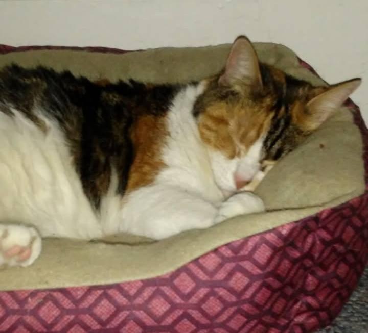 Cheetah (Courtesy Post), a Adoptable Domestic Medium Hair in Monroe, OH image 2/2