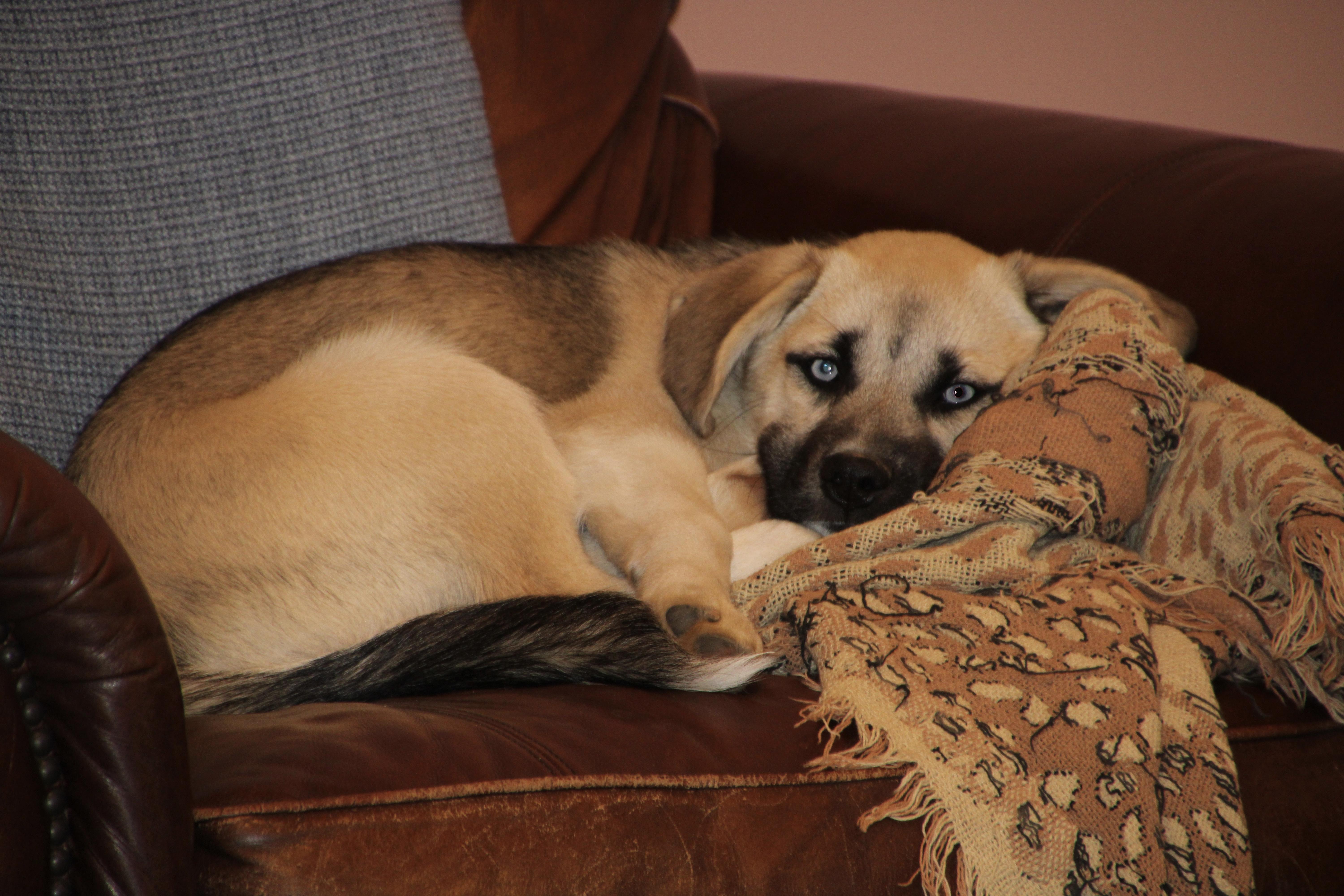 Enlarge Meeka, a Adoptable mixed breed in Brooklyn , NY image 2/6
