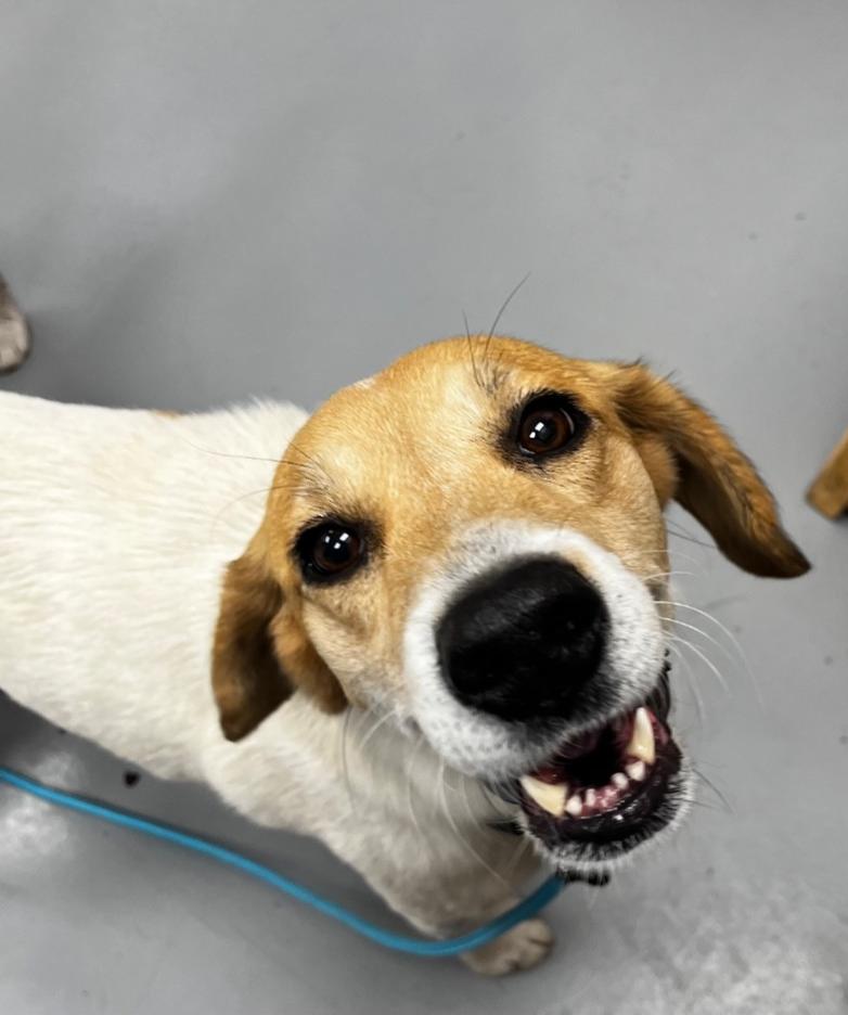 Enlarge Meeka, a Adoptable mixed breed in Brooklyn , NY image 6/6