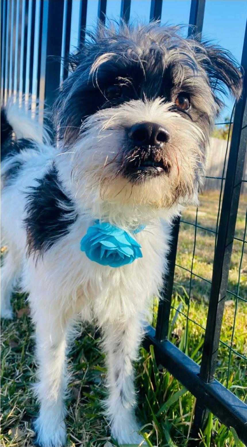Enlarge Panda, a Adoptable Miniature Schnauzer in Jersey City, NJ image 1/5