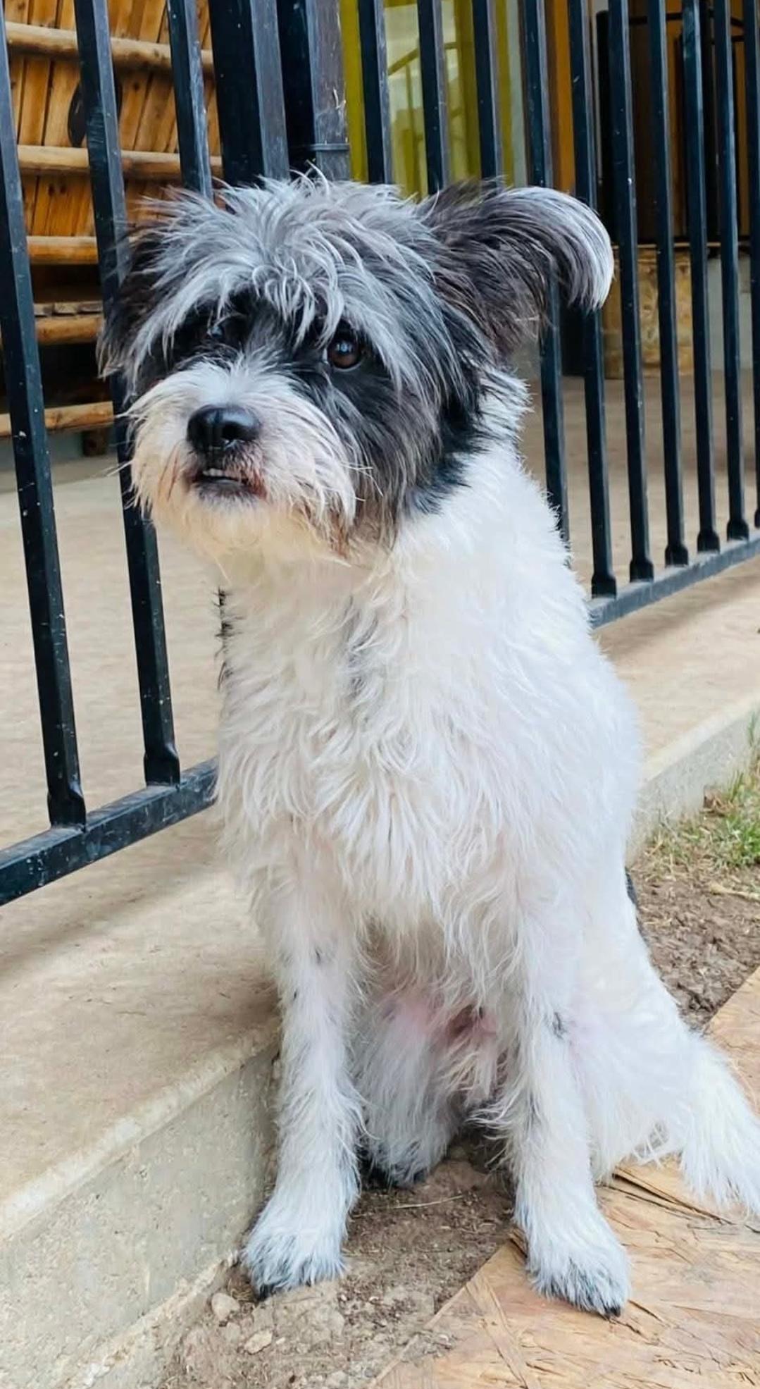 Enlarge Panda, a Adoptable Miniature Schnauzer in Jersey City, NJ image 3/5