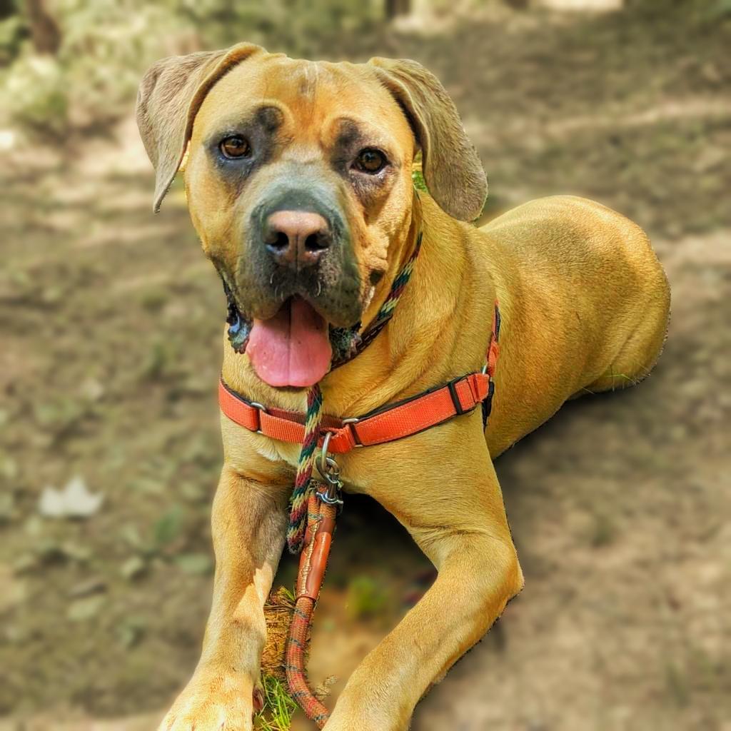 Queen, Adoptable, Adult Female Mastiff.