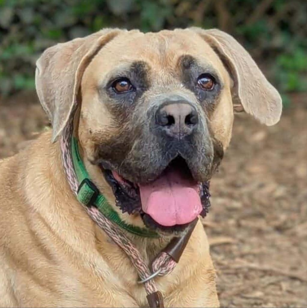Enlarge Queen, a Adoptable Mastiff in Aldie, VA image 2/5