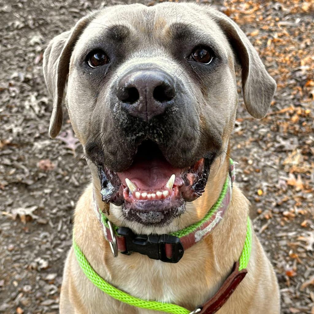 Enlarge Queen, a Adoptable Mastiff in Aldie, VA image 3/5