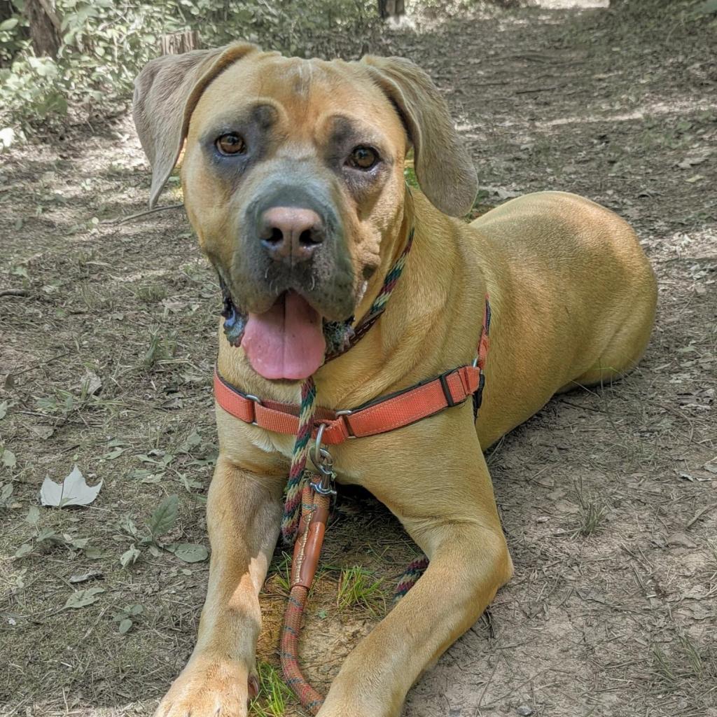 Enlarge Queen, a Adoptable Mastiff in Aldie, VA image 4/5