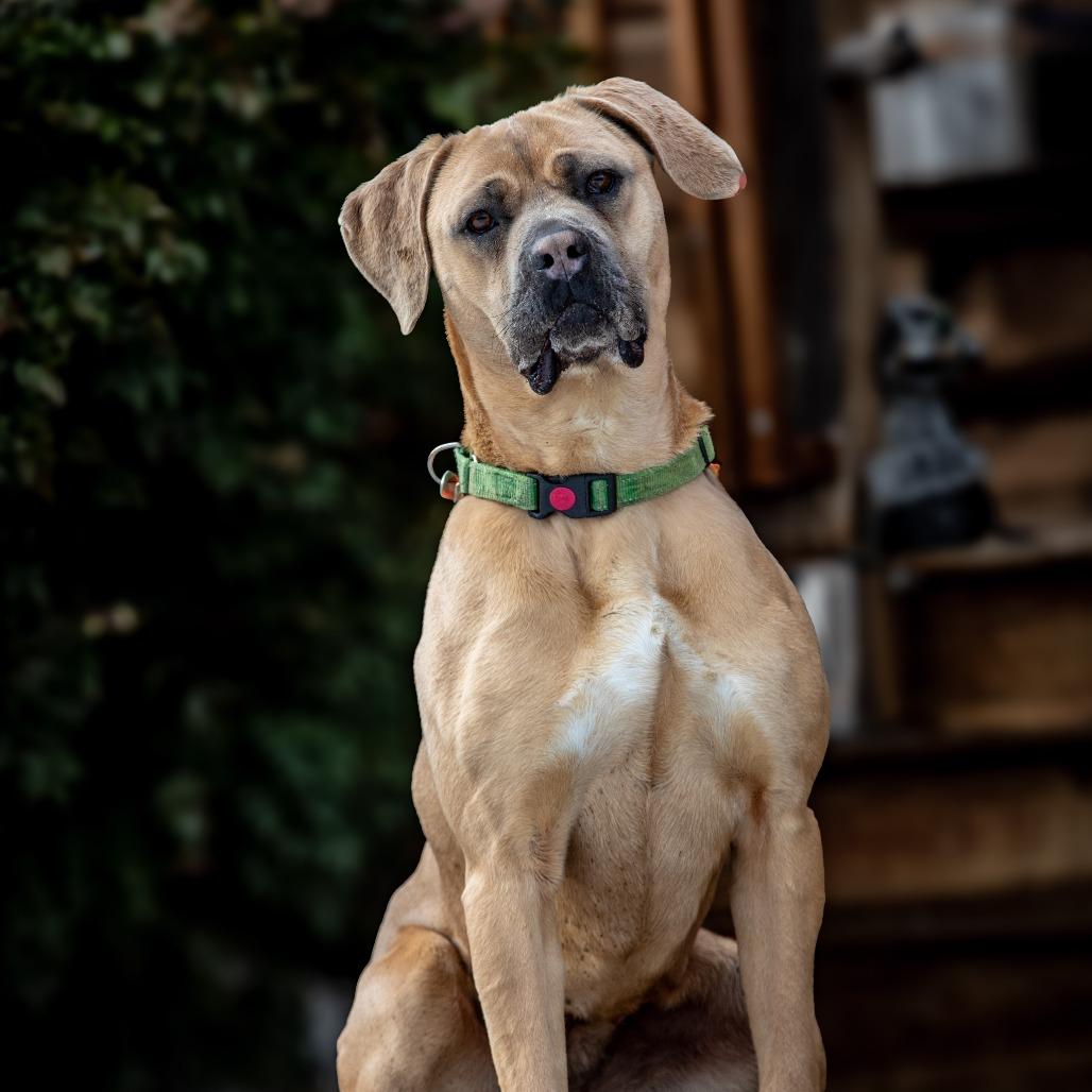 Enlarge Queen, a Adoptable Mastiff in Aldie, VA image 5/5